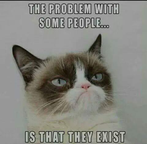 Best Of Funniest Grumpy Cat Memes