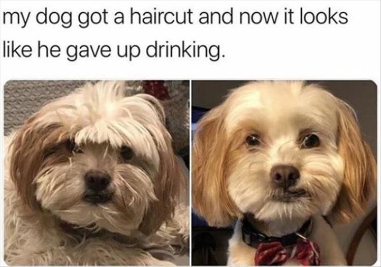 30 Clean Animal Memes Of 2020 To Make You Laugh