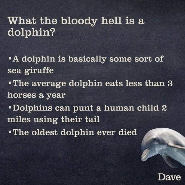 ridiculous dolphin facts