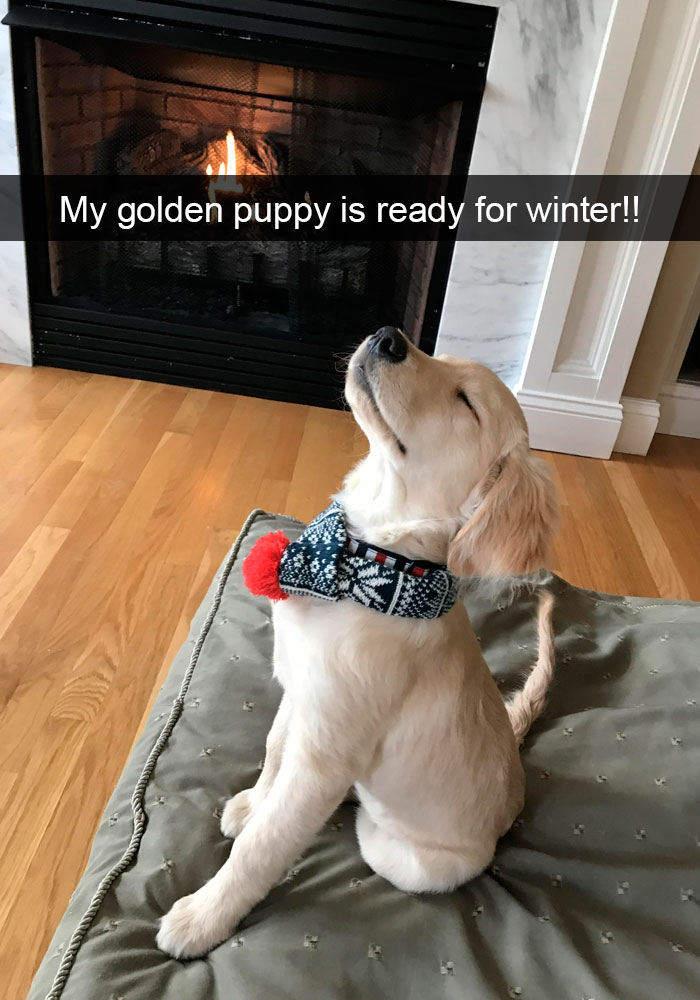 new dog snapchats of the day
