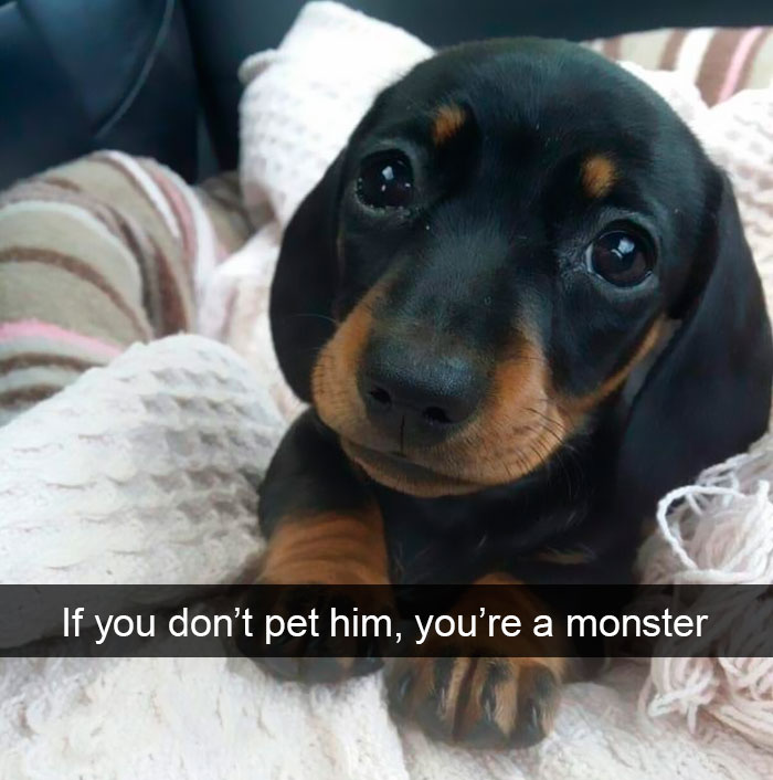 new dog memes -1SsRQ2