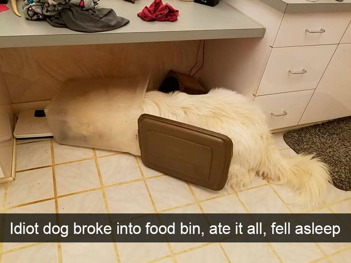 new dog memes -1DdDqq