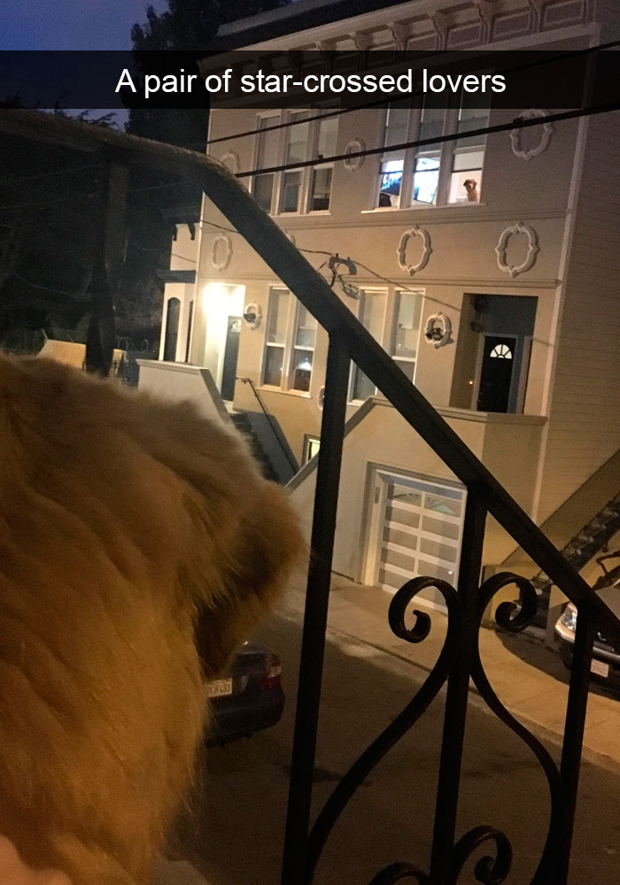 new dog memes -112ws