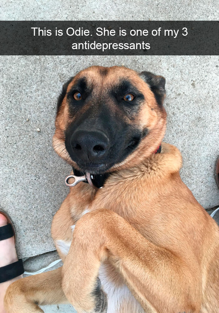 new dog memes -1dD32