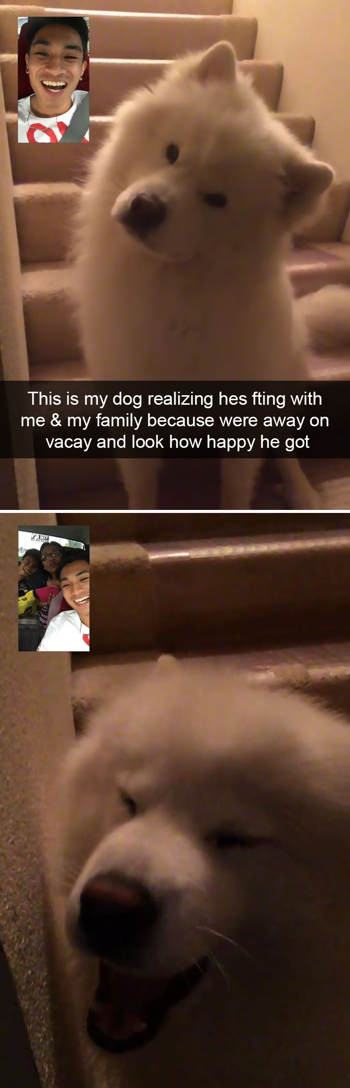 new dog memes -1VAEFAER3455