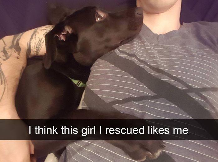dogs memes -1DAdqEEQ
