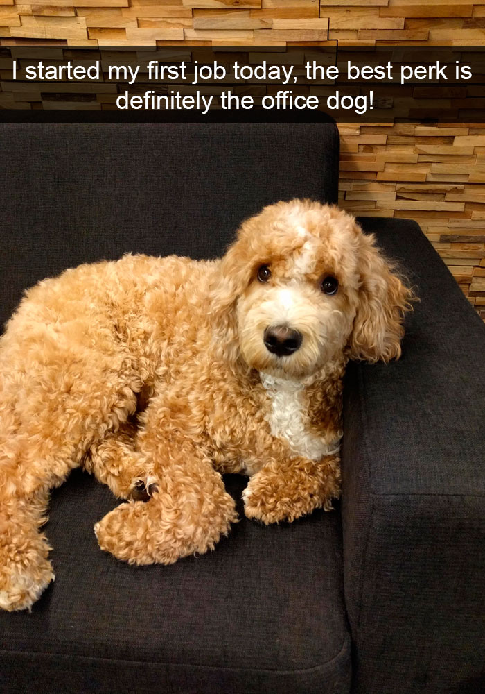 dogs memes -1DqQeqqq