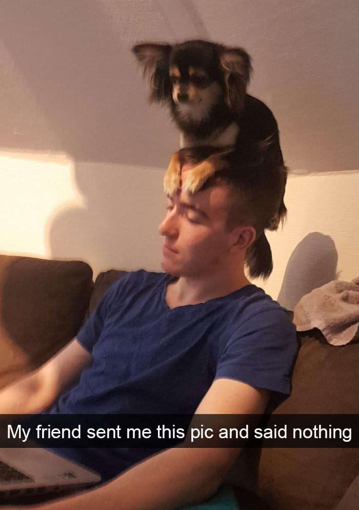 new dog memes -1ADAdaDA
