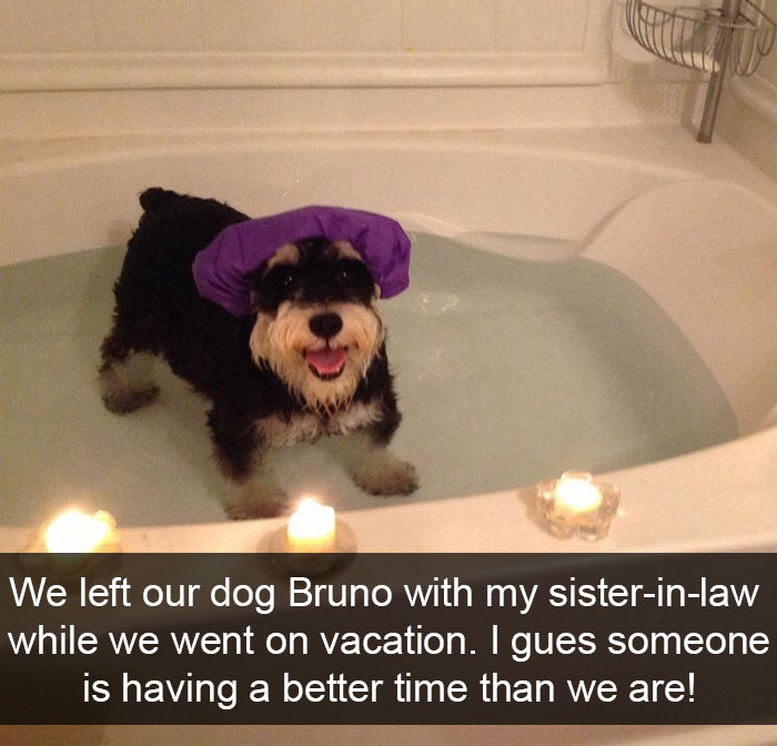 dogs memes -1dDadd