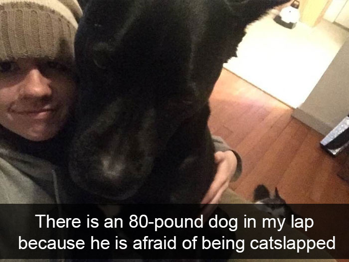 dogs memes -1afafw