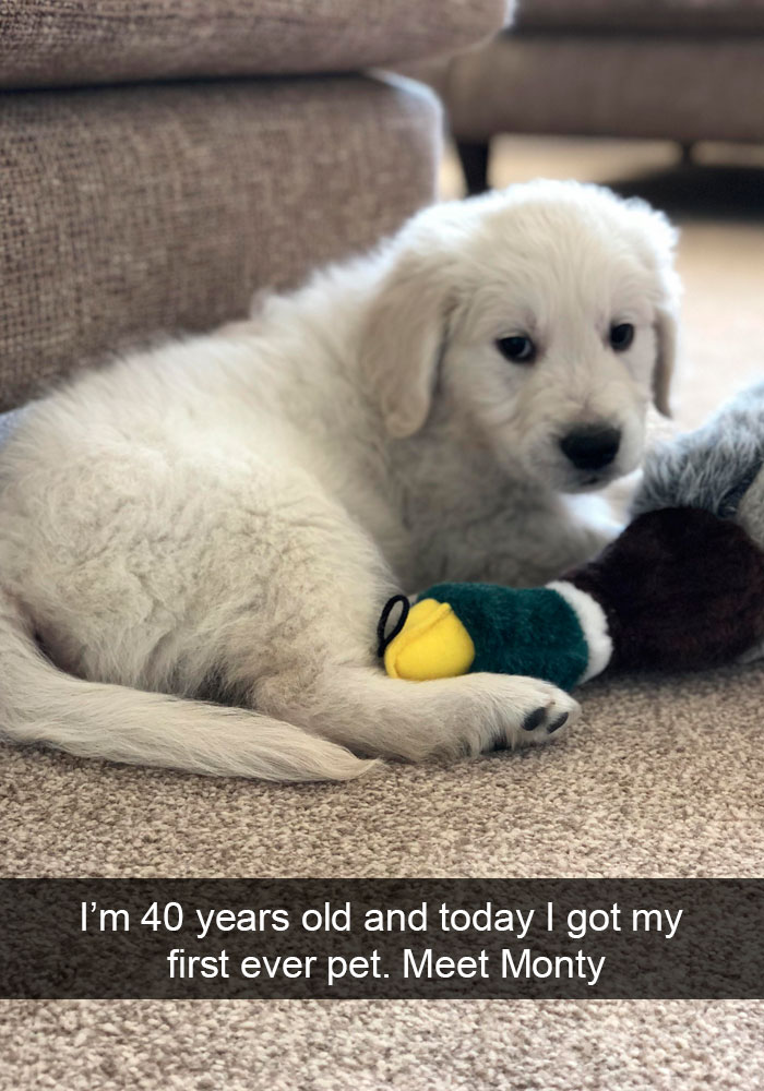 dogs memes -1S