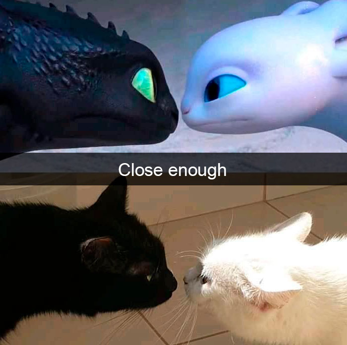 how to train your cat 