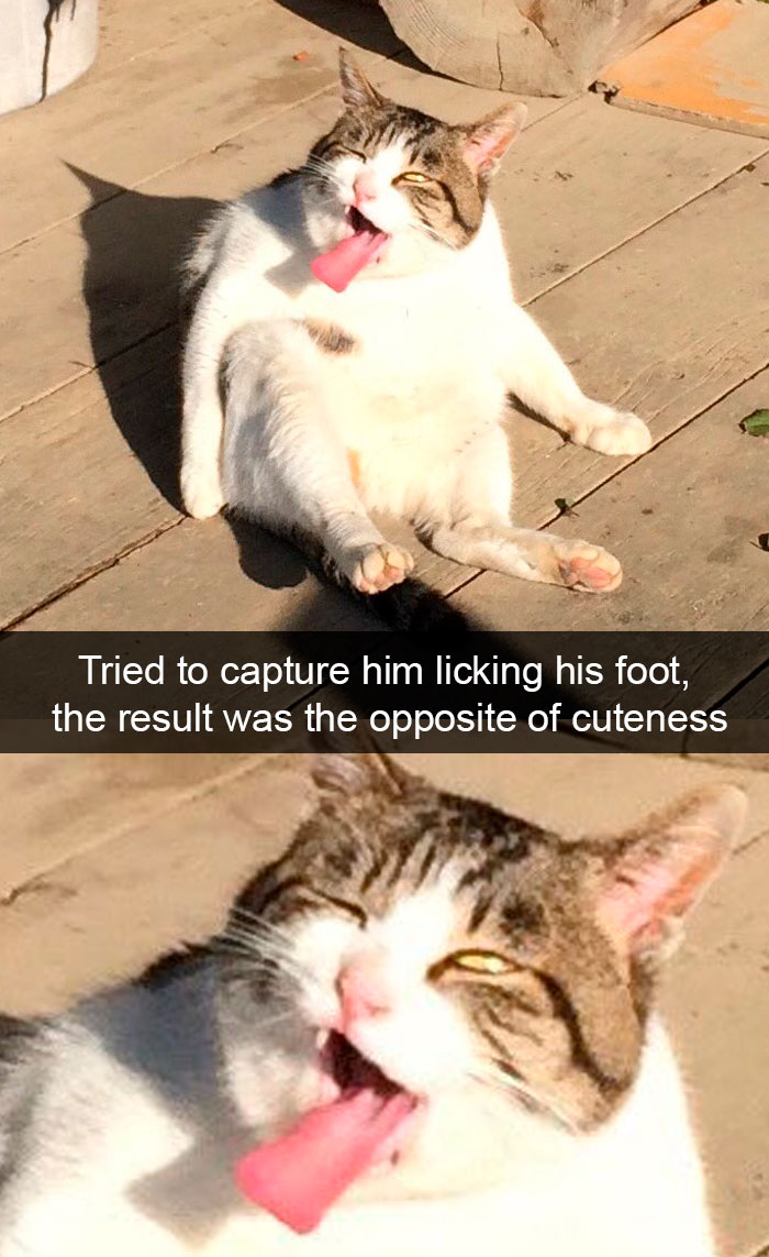 30 Cute Cat Snapchats Stories That Will Test You If You ...