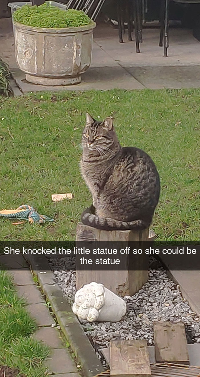 funny cat pics with captions
