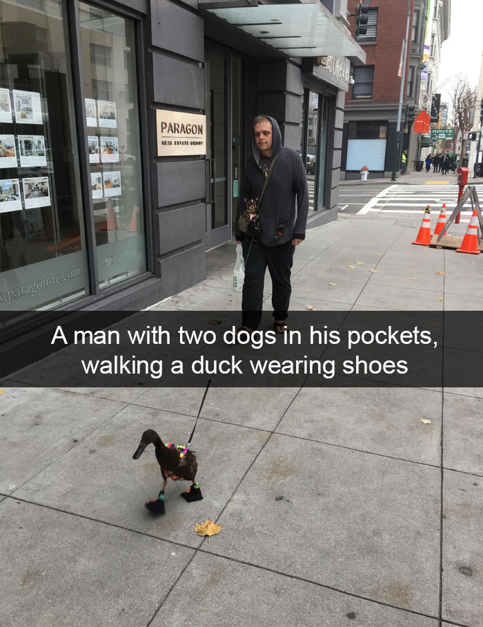 30+ Funny Instagram Stories About Animals