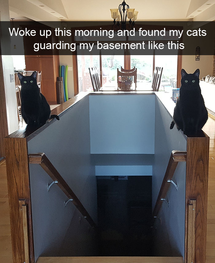 animal pictures with stories 