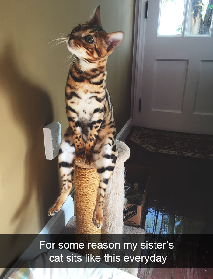 single sentence animal storeis