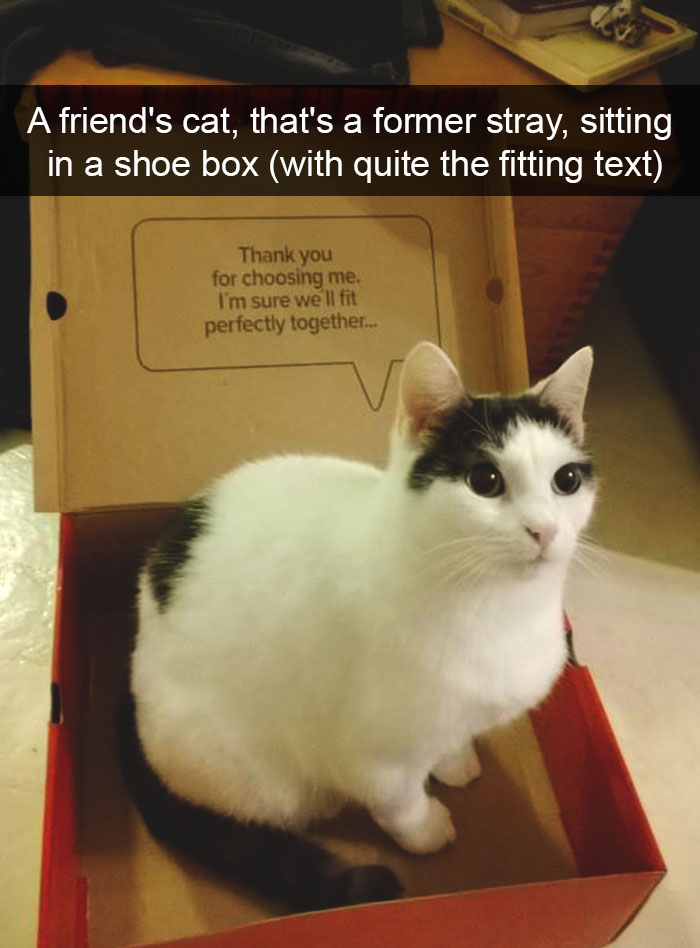 40 Lol Snapcats Stories With Cute Captions