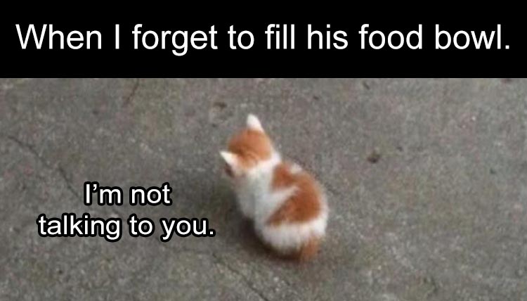 kitten memes 2020