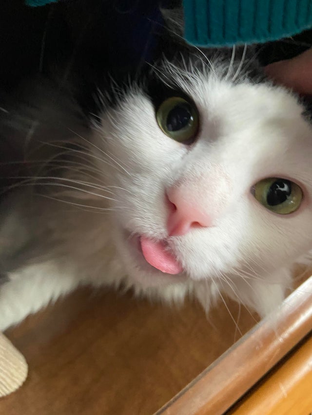 Funny Cats Tongue Out Photos 3 