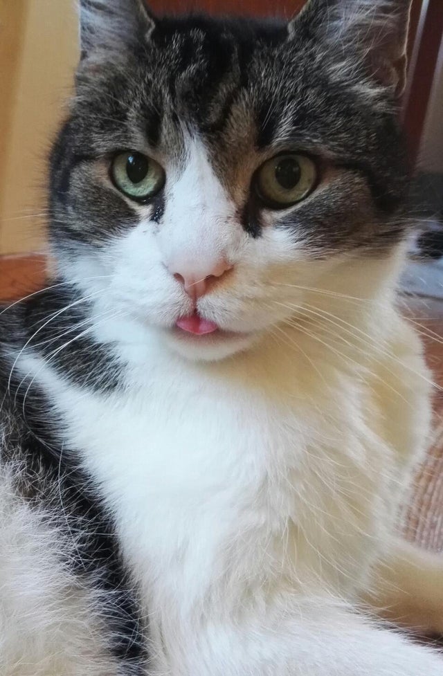 Gon Sticking Out Tongue ~ Cat Tongue Funny Sticking Face | Carisca