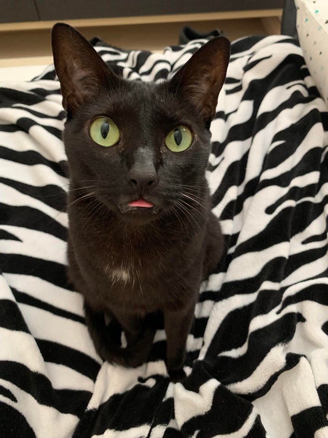 Funny Cats Sticking Their Tongues Out They Look Adorable