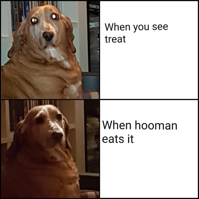30 Good Dog Memes For All Of You To Enjoy