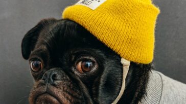 faqs about dog training questions answers