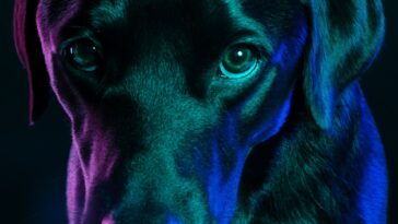 simple guide potty train dog in 7 days