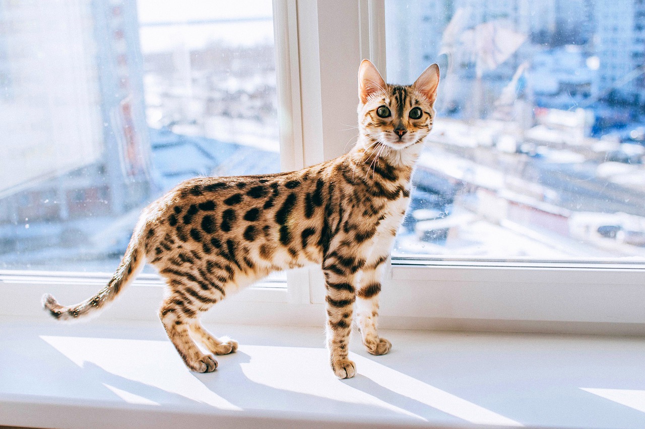 Best Bengal Cat Guide Tips And Information You Should Know Before Buying One